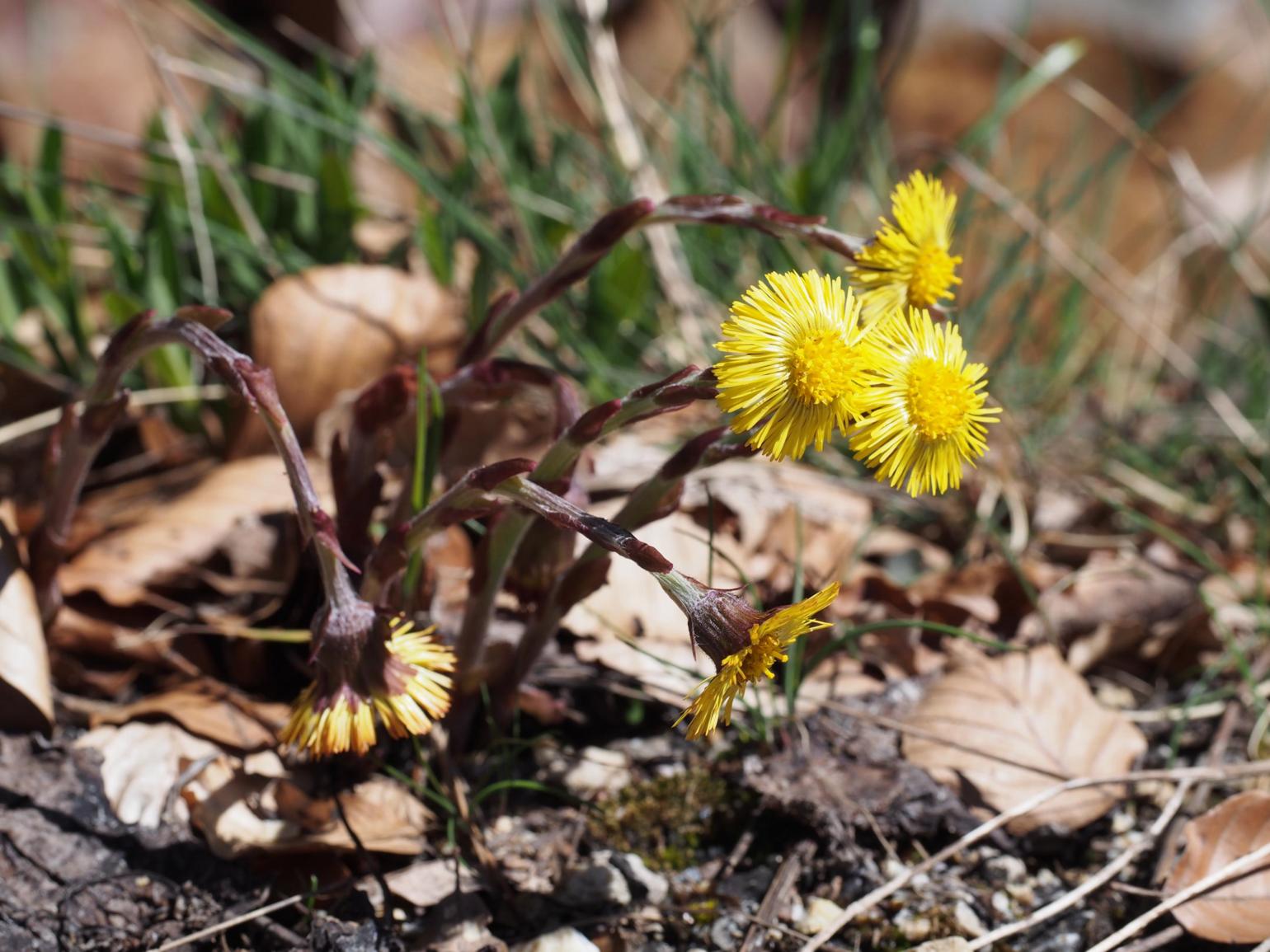 Coltsfoot